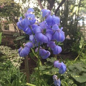 Meet your Posher, Anastasia